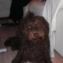 Bruno