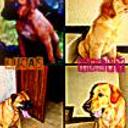 Lucas