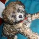 Muñekita
