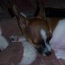 Puky