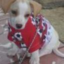 Rufo
