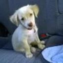 Ruffo