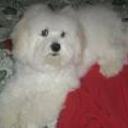 Bruno