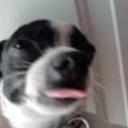 Cerbero