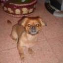 Deysy