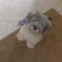 Toby