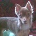 Ramses