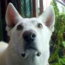 Rocko