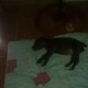 Alba