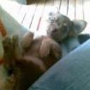 Ramses