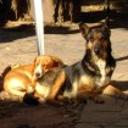 Dahya y tanya