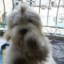 Gody cotito