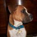 Aquiles