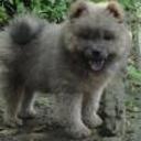 Sheyna