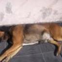 Chicho