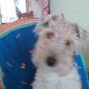 Pipi