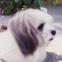 Doddy