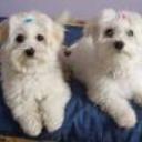 Blanqui
