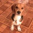 Bruno