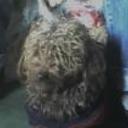 Ruffo