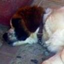 Canela