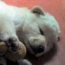 Teddy
