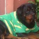 Chiquito