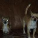 Chiquis y duke