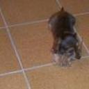 Pepona