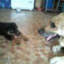 Mis dos aquiras