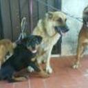 Mis fiieras