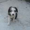 Toby