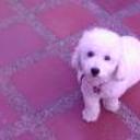 Sacha