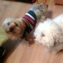 Charlie y manolo