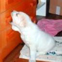 Baco