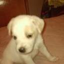 Rodolfo