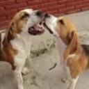 Pacheco y jack