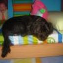 Roby