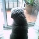 Rufo