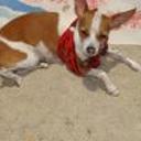 Chuchita