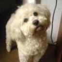 Bengie