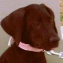 Roxy