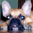 Bongo