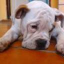 Ruffo