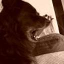 Rulo