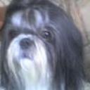 Tomy