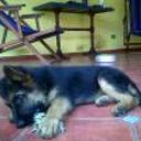 Safie