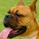 Rocco