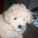 Brisa