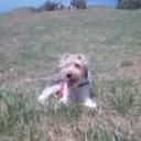 Pipi